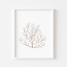 Load image into Gallery viewer, Coastal watercolor beige seaweed art print 07-119