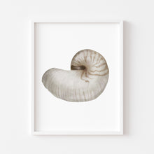Load image into Gallery viewer, Coastal watercolor sea shell 2 art print 07-119